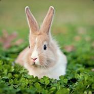 LucidRabbit's Stream profile image