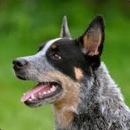 dog's Stream profile image