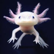 Axolotl's - Steam avatar