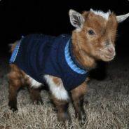 brandonjpb's Stream profile image