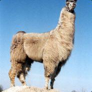 llamalord's Stream profile image