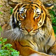 cheetah's - Steam avatar