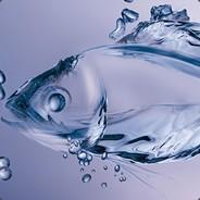 bfish's - Steam avatar