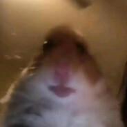 Hampton the Hamster's Stream profile image