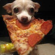 Pizza Dog's - Steam avatar