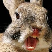 rabbit9012's Stream profile image