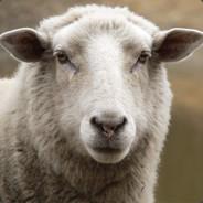 Sheepy McSheepface's Stream profile image