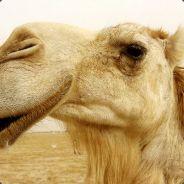 Camel's - Steam avatar