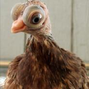 killerbird's Stream profile image