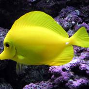 Yellow tang's - Steam avatar