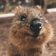 quokka's Stream profile image