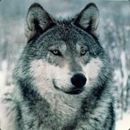 Wind Wolf's Stream profile image