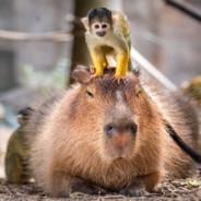 CapybaraRider's - Steam avatar