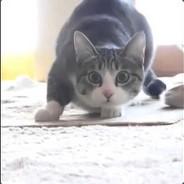 Dirtywiggles's Stream profile image
