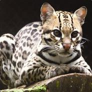 KittykatRogue's Stream profile image