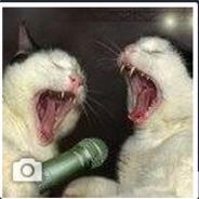 madcatwildcat's Stream profile image