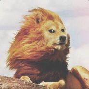 Davaï Lama's - Steam avatar