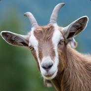 Goat's - Steam avatar