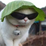 gatu's Stream profile image