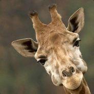 Giraffe's - Steam avatar