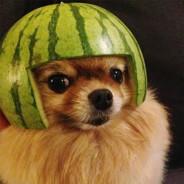 Dog melon's Stream profile image