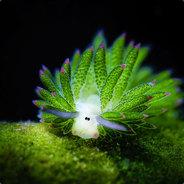 Ivannovich's - Steam avatar