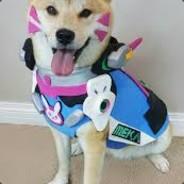 Doge Va's - Steam avatar