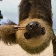 EasySloth's Stream profile image