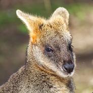 Don Wallaby (Rex Zero)'s - Steam avatar