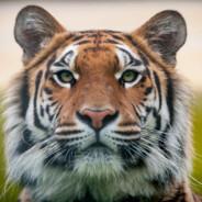 TheASSman's Stream profile image