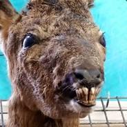 Raomin's Stream profile image