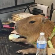 Capivara's Stream profile image