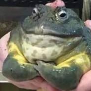 super molmoc's Stream profile image