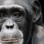 kuhsteak's Stream profile image