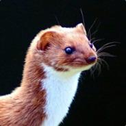 weasel.science's Stream profile image