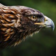 Golden Eagle's Stream profile image