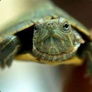 Derpy Turtle's Stream profile image