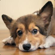 Corgi-Zarng's - Steam avatar