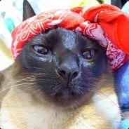 Rap Cat Moneymaker's Stream profile image