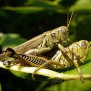 Jumpcekirge's - Steam avatar