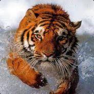 tigerstyle's Stream profile image