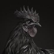 AYAM CEMANI's - Steam avatar