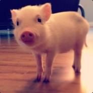 Teacup pig's Stream profile image