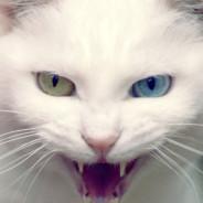 Vitriol's Stream profile image