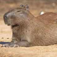 Capybaraaar's - Steam avatar