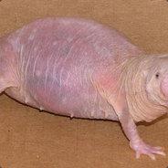 Naked Mole Rat's Stream profile image