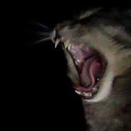 ayalakab's Stream profile image