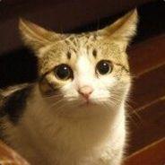 Ecologist's Stream profile image