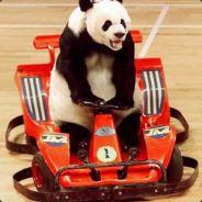 SuperpandA's - Steam avatar