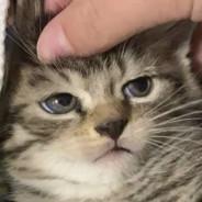 Blaster's Stream profile image